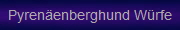 Pyrenenberghund Wrfe